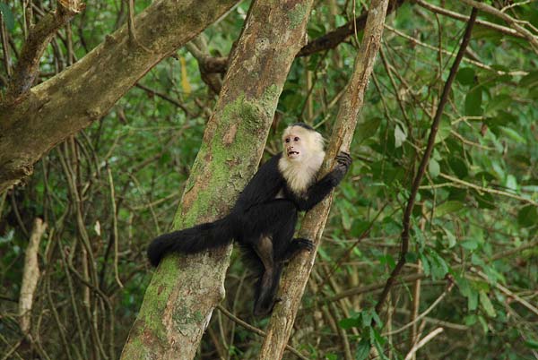 Cahuita-072