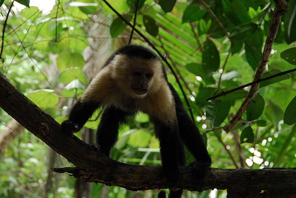 Cahuita-075