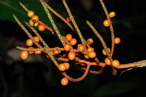 Rainforest_Arial-Tram-070