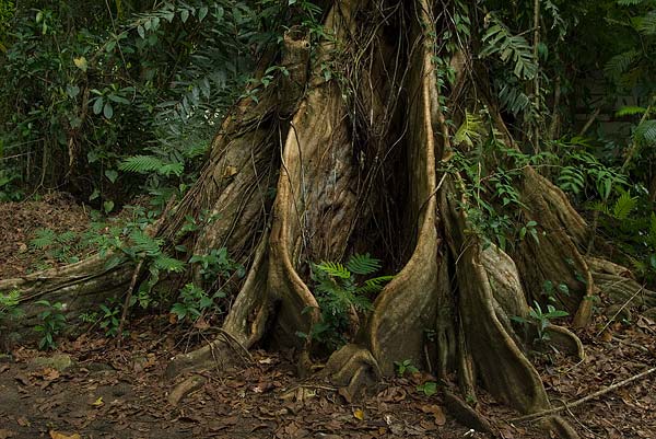 Tortuguero-054