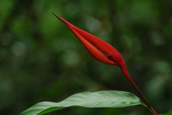 Tortuguero-056