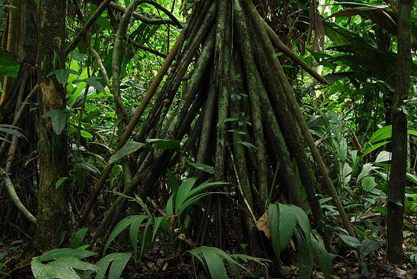 Tortuguero-070