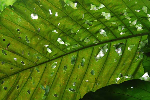 Tortuguero-086