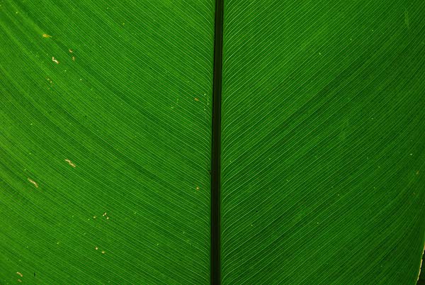 Tortuguero-087