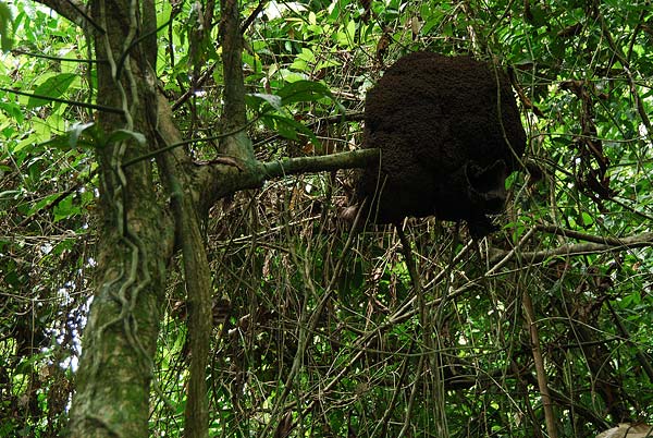 Tortuguero-088