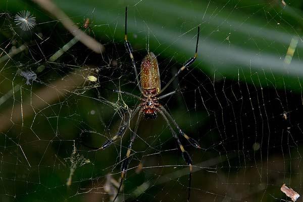 Tortuguero-094b