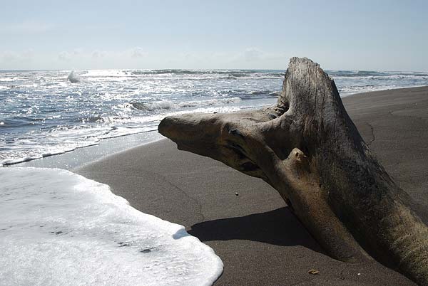 Tortuguero-157