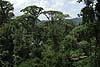 Rainforest_Arial-Tram-030