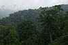 Rainforest_Arial-Tram-092