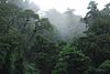 Rainforest_Arial-Tram-101