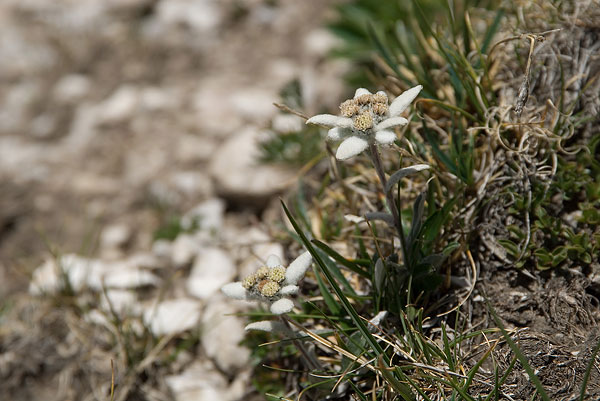 Dolomieten-Brenta-091