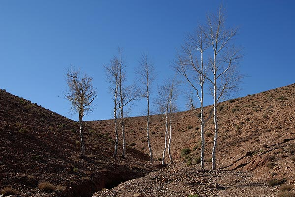 Gorges-du-Dades-040