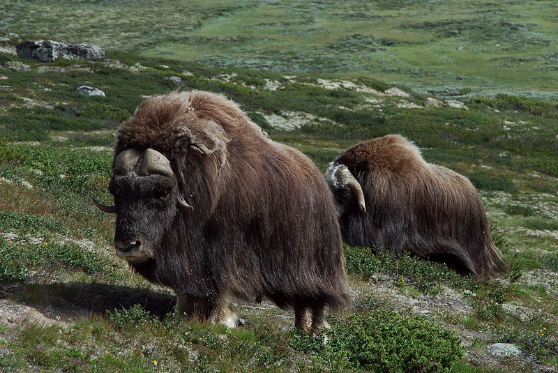 Dovrefjell-2008-267