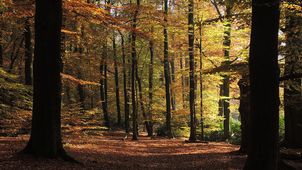 Sonsbeek - Sijpendaal