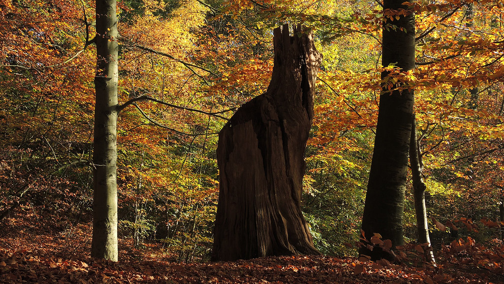 Sonsbeek - Sijpendaal
