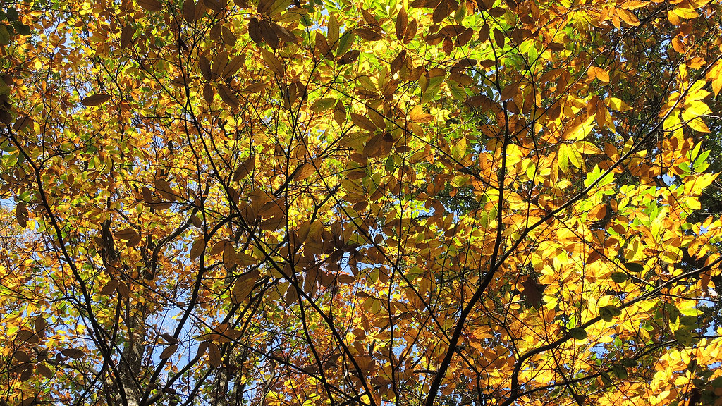 Sonsbeek - Sijpendaal