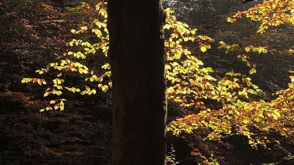 Sonsbeek - Sijpendaal
